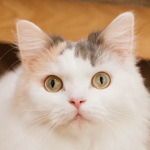 リノ